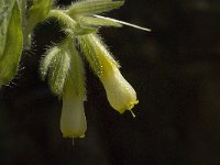 Onosma fastigiata 3, Saxifraga-Jan van der Straaten