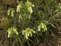 Onosma fastigiata 4, Saxifraga-Jan van der Straaten