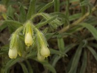 Onosma fastigiata 5, Saxifraga-Jan van der Straaten