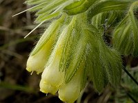 Onosma fastigiata 7, Saxifraga-Jan van der Straaten