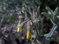 Onosma frutescens 7, Saxifraga-Jan van der Straaten