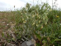 Onosma gehardica 4, Saxifraga-Ed Stikvoort