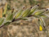 Onosma graeca 3, Saxifraga-Jan van der Straaten