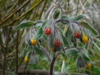 Onosma graeca 6, Saxifraga-Ed Stikvoort