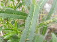 Onosma helvetica 3, Saxifraga-Rutger Barendse