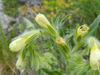 Onosma helvetica 4, Saxifraga-Rutger Barendse