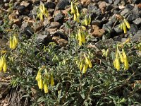 Onosma heterophylla 2, Saxifraga-Harry Jans