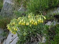 Onosma stellulata 2, Saxifraga-Jeroen Willemsen