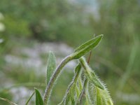 Onosma stellulata 3, Saxifraga-Jeroen Willemsen