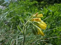 Onosma stellulata 4, Saxifraga-Jeroen Willemsen