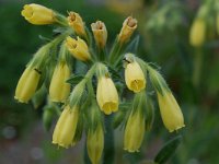 Onosma tauricum 2, Saxifraga-Willem van Kruijsbergen