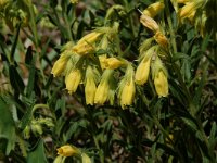 Onosma tauricum 3, Saxifraga-Willem van Kruijsbergen