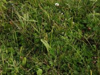 Ophioglossum vulgatum 18, Addertong, Saxifraga-Hans BollS