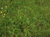 Ophioglossum vulgatum 20, Addertong, Saxifraga-Hans Boll