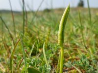 Ophioglossum vulgatum 22, Addertong, Saxifraga-Ed Stikvoort