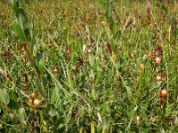 Ophioglossum vulgatum 24, Addertong, Saxifraga-Ed Stikvoort