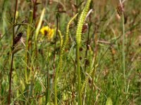 Ophioglossum vulgatum 27, Addertong, Saxifraga-Ed Stikvoort