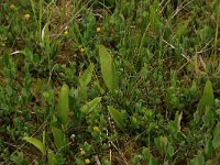 Ophioglossum vulgatum 35, Addertong, Saxifraga-Hans Boll