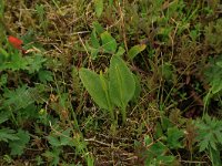 Ophioglossum vulgatum 39, Addertong, Saxifraga-Hans Boll