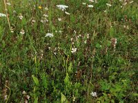 Ophioglossum vulgatum 42, Addertong, Saxifraga-Hans Boll