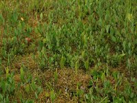 Ophioglossum vulgatum 44, Addertong, Saxifraga-Hans Boll