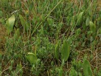 Ophioglossum vulgatum 45, Addertong, Saxifraga-Hans Boll