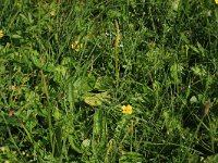 Ophioglossum vulgatum 54, Addertong, Saxifraga-Hans Boll