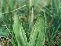 Ophioglossum vulgatum 6, Addertong, Saxifraga-Hans Dekker