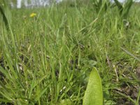 Ophioglossum vulgatum 9, Addertong, Saxifraga-Rob Felix : Plantae, Plants, Project Natuurbalans, planten