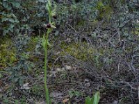 Ophrys alasiatica 2, Saxifraga-Ed Stikvoort