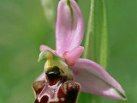 Ophrys annae 3, Saxifraga-Hans Dekker