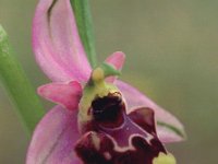 Ophrys annae 4, Saxifraga-Hans Dekker