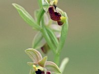 Ophrys annae 6, Saxifraga-Hans Dekker