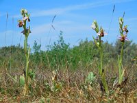 Ophrys apifera 102, Bijenorchis, Saxifraga-Ed Stikvoort