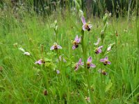 Ophrys apifera 104, Bijenorchis, Saxifraga-Ed Stikvoort