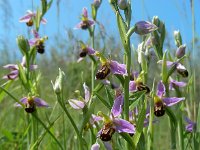 Ophrys apifera 105, Bijenorchis, Saxifraga-Ed Stikvoort