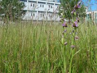 Ophrys apifera 107, Bijenorchis, Saxifraga-Ed Stikvoort