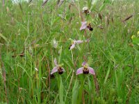 Ophrys apifera 108, Bijenorchis, Saxifraga-Ed Stikvoort