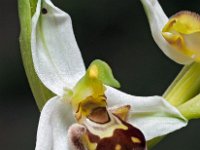 Ophrys apifera 115, Bijenorchis, Saxifraga-Hans Dekker