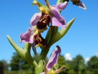 Ophrys apifera 119, Bijenorchis, Saxifraga-Ed Stikvoort