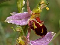 Ophrys apifera 13, Bijenorchis, Saxifraga-Hans Dekker