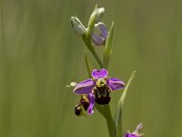 Ophrys apifera 131, Bijenorchis, Saxifraga-Jan Nijendijk