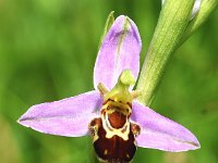 Ophrys apifera 142, Bijenorchis, Saxifraga-Sonja Bouwman  755. Bijenorchis - Ophrys apifera - Orchidaceae familie (i) Gouda, Utrecht