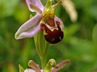 Ophrys apifera 17, Bijenorchis, Saxifraga-Hans Dekker