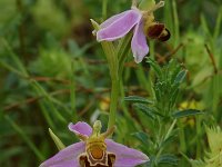 Ophrys apifera 18, Bijenorchis, Saxifraga-Willem van Kruijsbergen