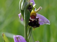 Ophrys apifera 34, Bijenorchis, Saxifraga-Jeroen Willemsen