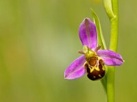 Ophrys apifera 36, Bijenorchis, Saxifraga-Rudmer Zwerver