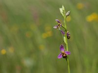 Ophrys apifera 37, Bijenorchis, Saxifraga-Rudmer Zwerver