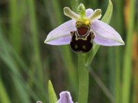 Ophrys apifera 48, Bijenorchis, Saxifraga-Peter Meininger