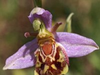 Ophrys apifera 51, Bijenorchis, Saxifraga-Hans Dekker